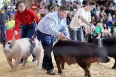 Pig Show