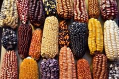 Corn mexico 768x512